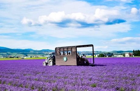 Farm Tomita Lavender East