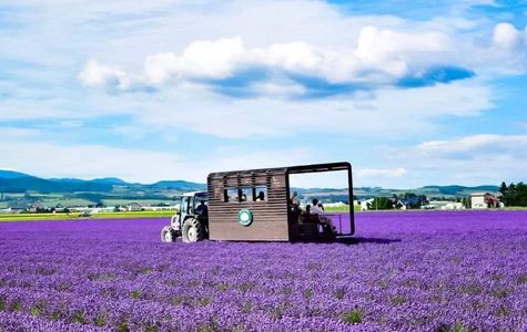 Farm Tomita Lavender East 1