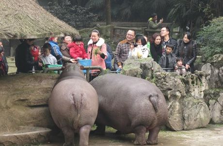 Chongqing Zoo (Chongqing Dongwuyuan)