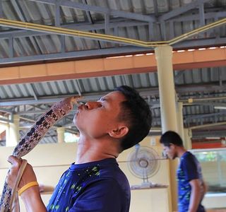 Phuket Cobra Show and Snake Farm