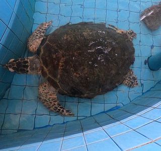Sea Turtle Conservation Centre