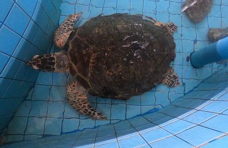 Sea Turtle Conservation Centre