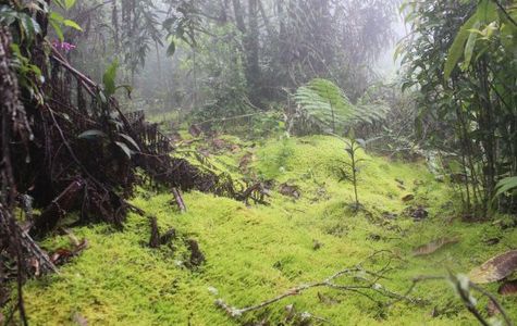 Sendero Ecoturistico 1