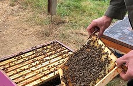 Le Rucher de L'Abeille Noire