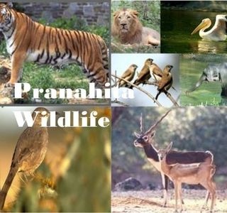 Pranahita Wildlife Sanctuary