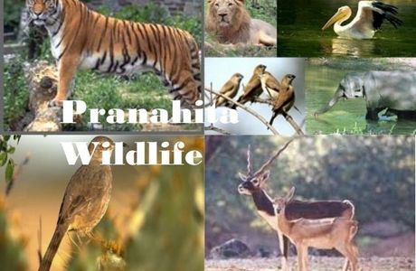 Pranahita Wildlife Sanctuary