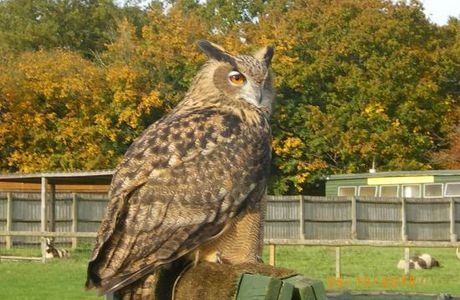 Rare Breeds Centre