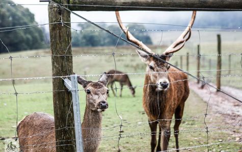 Red Stag - Deer and Emu Farm 1