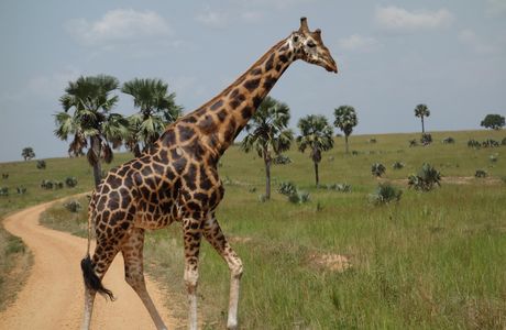 Africa Adventure Safaris