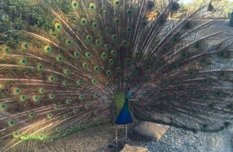 Parc zoologique et forestier