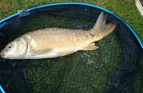 Shirkoak Fisheries