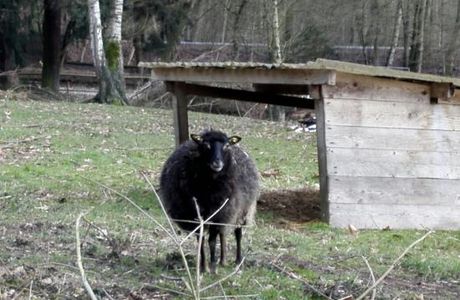 Tier- und Pflanzenpark Fasanerie