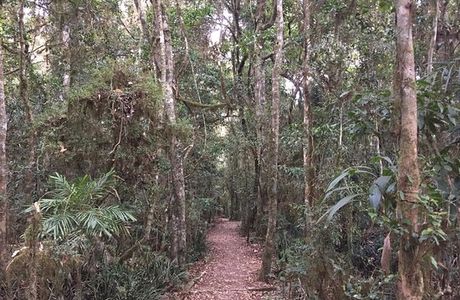Border Ranges National Park