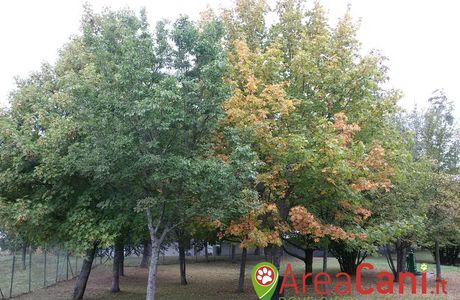 Area Sgambamento Cani Lucia Vaioli