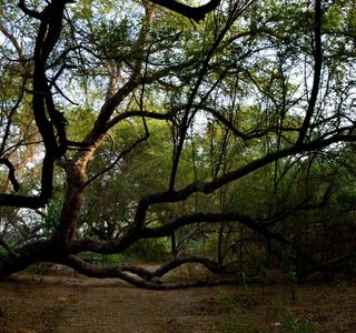 Okhla Bird Sanctuary