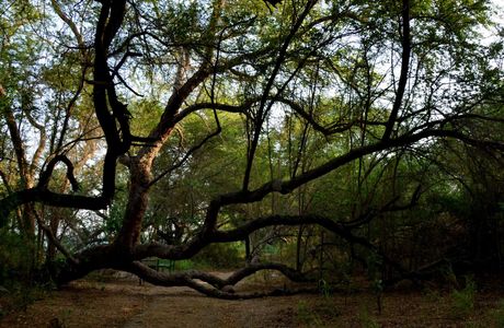 Okhla Bird Sanctuary