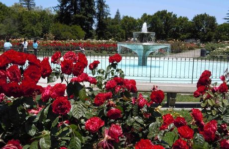 Municipal Rose Garden