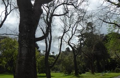 Colonial Historic Trees