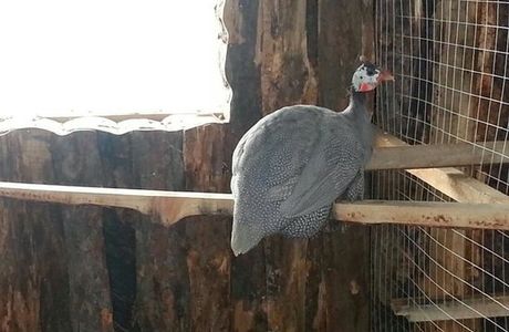 Green Farmstead Bird Park