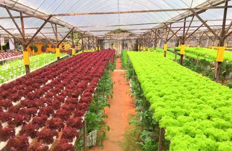 Big Red Strawberry Farm