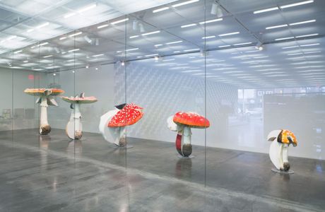 Mushroom Museum