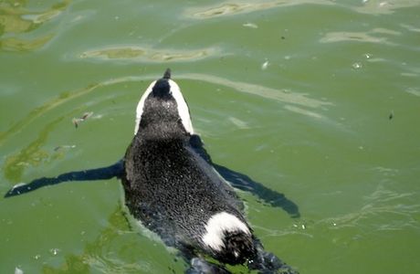 Southern African Foundation for the Conservation of Coastal Birds