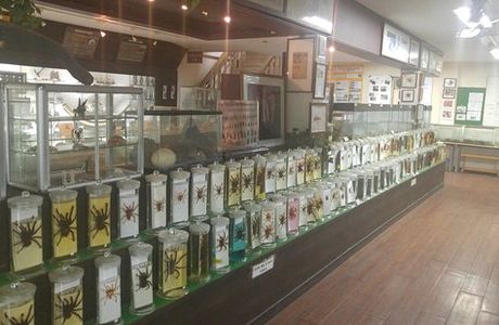 Jupil Spider Museum