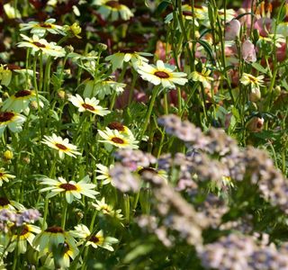 Georgeson Botanical Garden