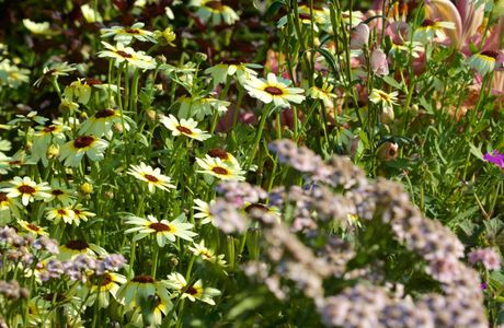 Georgeson Botanical Garden