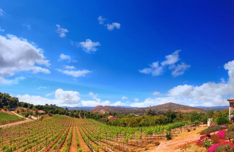 Altipiano Vineyard and Winery