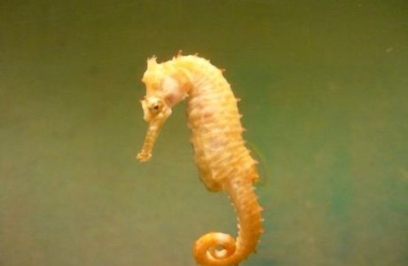 Seahorse World