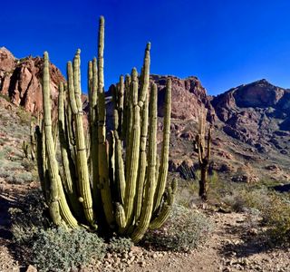 Organ Pipe Cactus National Monument