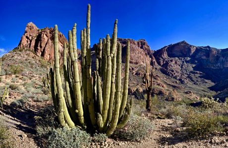 Organ Pipe Cactus National Monument