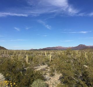 Puerto Blanco Scenic Drive