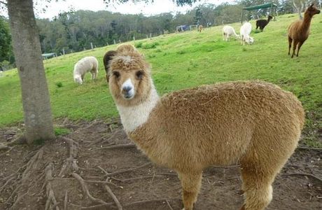 Mountview Alpaca Farm