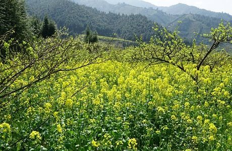 Jiufeng Town Flowers Sea