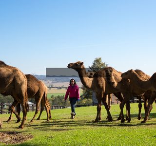 Camel Milk NSW