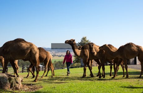 Camel Milk NSW