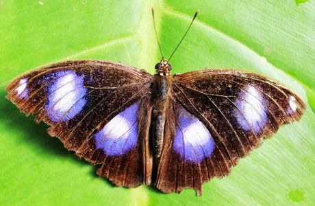 Coffs Harbour Butterfly House