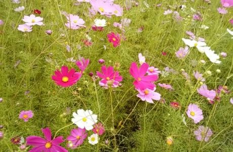 Kiyozumi Cosmos Park