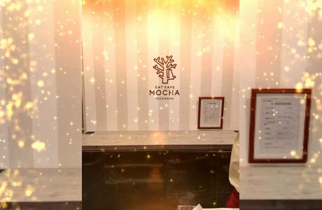 Cat Cafe Mocha Tachikawa