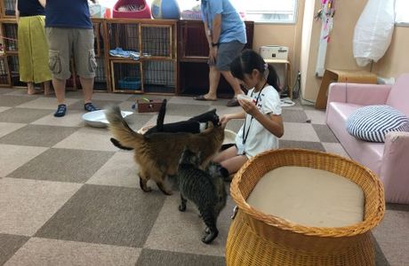 Cat Cafe Nekomimi