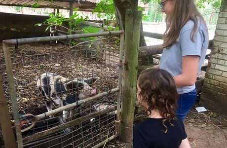 Dayspring Restaurant & Animal Farm