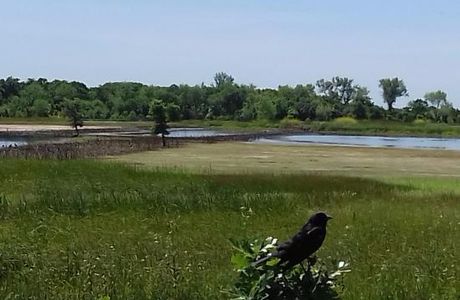 Cosumnes River Preserve