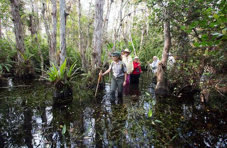 Big Swamp Walk