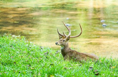 Maenam Wildlife Sanctuary