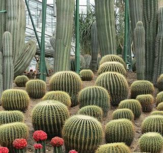Nanshan Botanical Garden