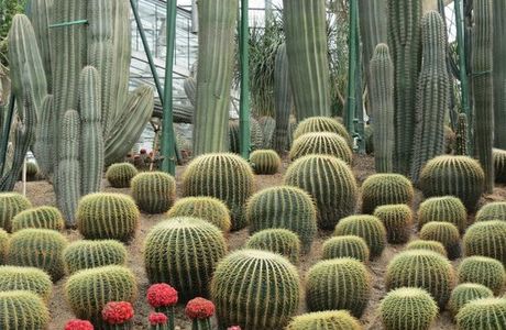Nanshan Botanical Garden