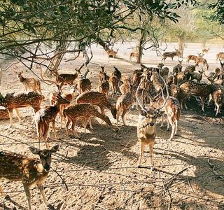 Garchumuk Deer Park