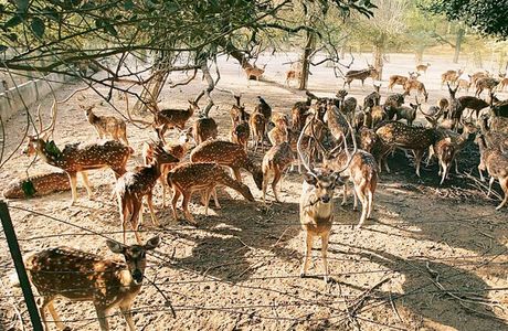 Garchumuk Deer Park